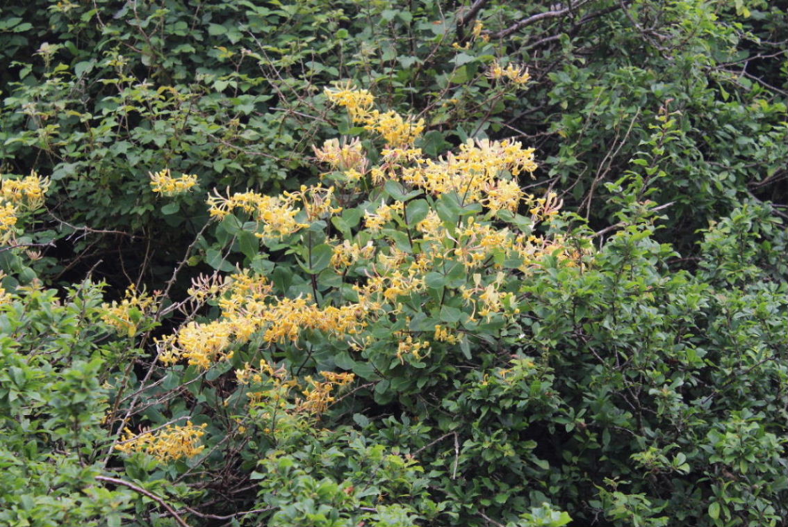 Lonicera etrusca / Caprifoglio etrusco